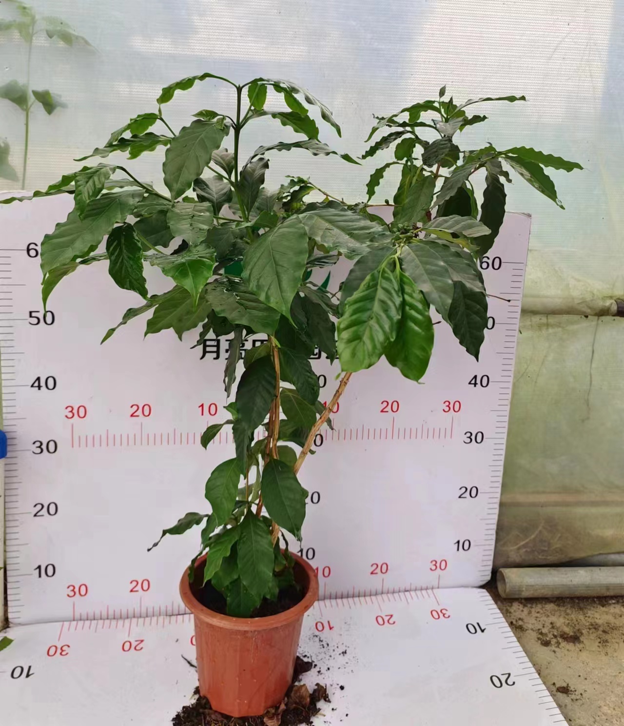 广州咖啡木.基地直销.精品盆栽全国一件代发物美价廉产品好服务好。