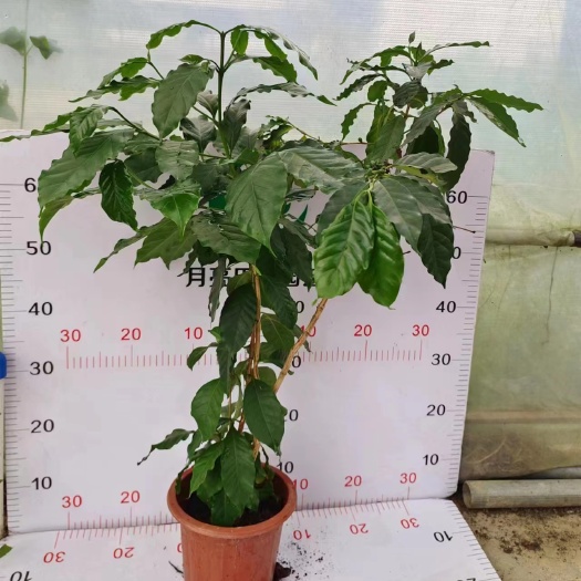 广州咖啡木.基地直销.精品盆栽全国一件代发物美价廉产品好服务好。