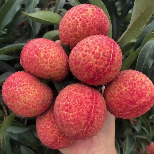 灵山县无核荔枝苗荔枝果苗口感嫁接苗木成活率高带土带叶发货包邮