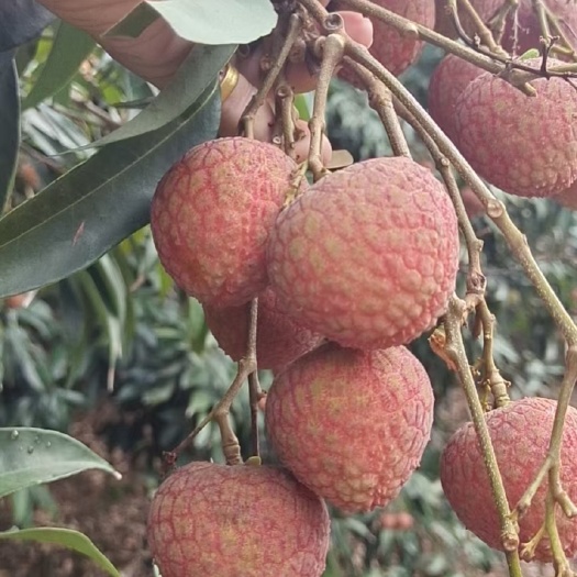 钦州黑叶荔上市了，有兴趣老板联系，：统果，鲜果大量有，价格优惠