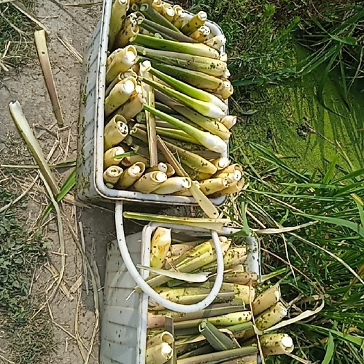 广德市新鲜精品双季茭，美人茭白大量有现货