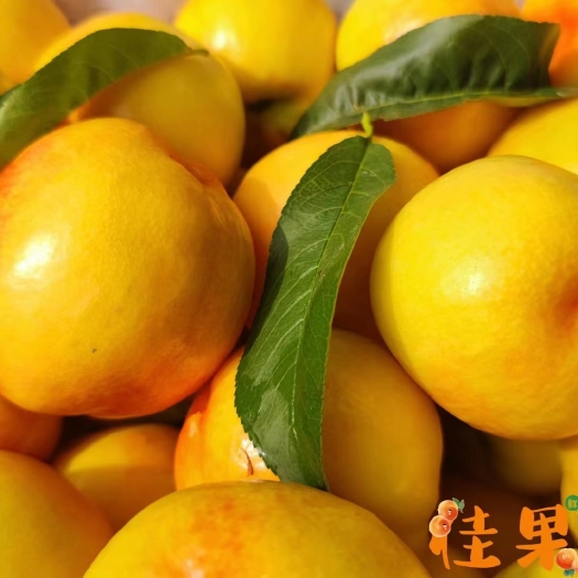 蒙阴县沂蒙山黄桃，油桃和毛桃都有，最好品质，一件代发