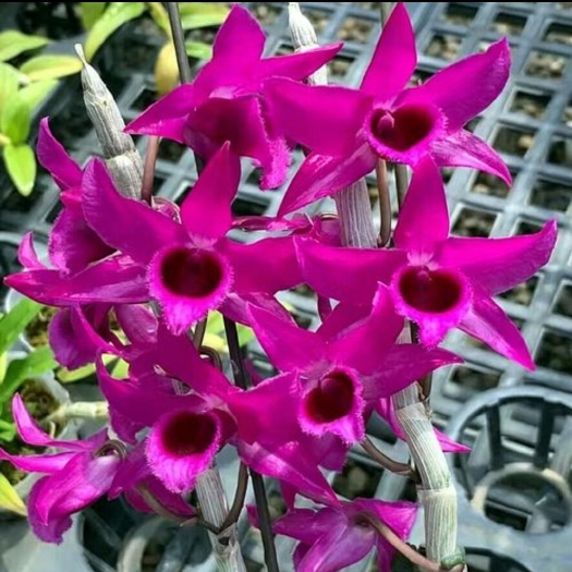 芒市红龙奢香石斛花红系列花卉品种有香味特别好闻