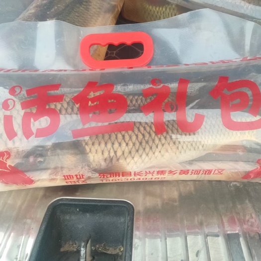 东明县鲤鱼活鱼礼包