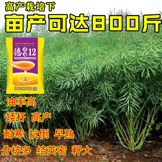 新品种油菜种子油菜花种子2022新种子高产抗性强油菜籽出油率
