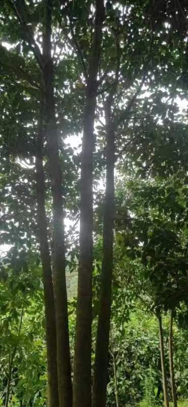 平和县沉香出售