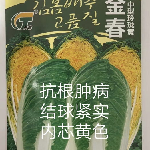金春白菜种子~好品种大菜早熟抗根肿病抗病毒病抗抽苔