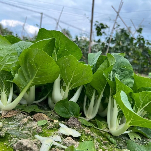 遂溪县正宗开平壶型矮脚水口白菜