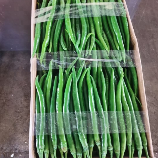 重庆市软皮二荆条