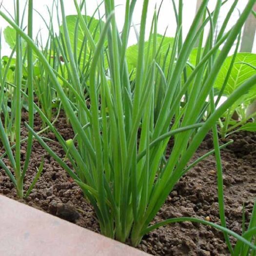 成都四季小葱种子 阳台室内盆栽易种植蔬菜种子 小葱香葱种籽家庭