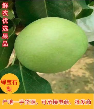 冠县供应绿宝石梨，白宝石梨，承接各种订单，一件代发，社区团购，