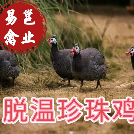 南宁脱温珍珠鸡苗    包运输存活  已做好疫苗  提供技术指导