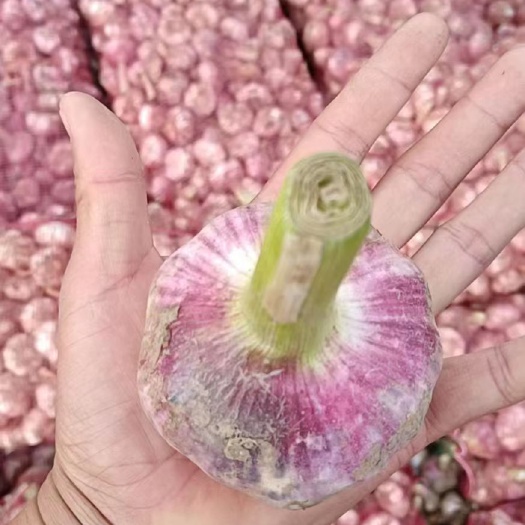 开封鲜蒜，出库，质量保证一手货源。