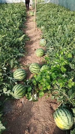 夏县甜蜜蜜，夏宝，夏乐，美都，8424，