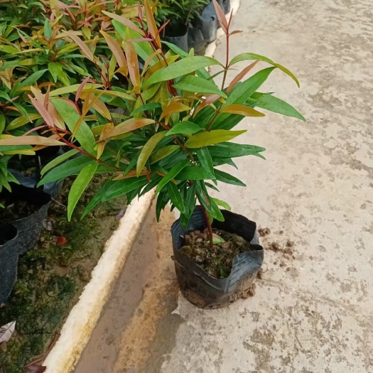 漳浦县鸿运当头  红运当头