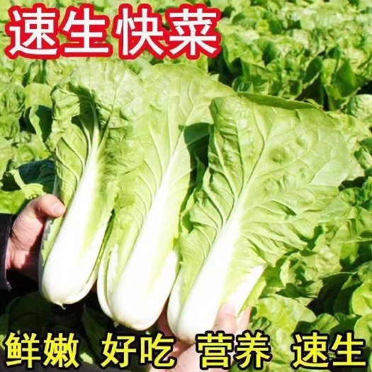 奶油白菜种子20天四季速生耐热耐寒蔬菜种子大小白菜种子杂交种