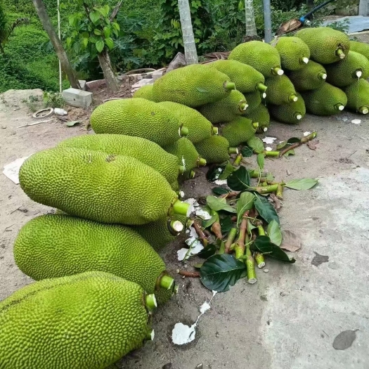万宁市海南黄肉菠萝蜜
