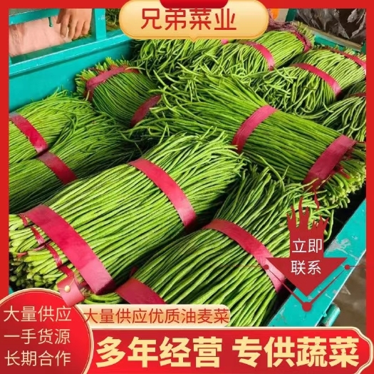 邯郸精品长豆角 长豇豆 产地直发 一手货源 量大质优