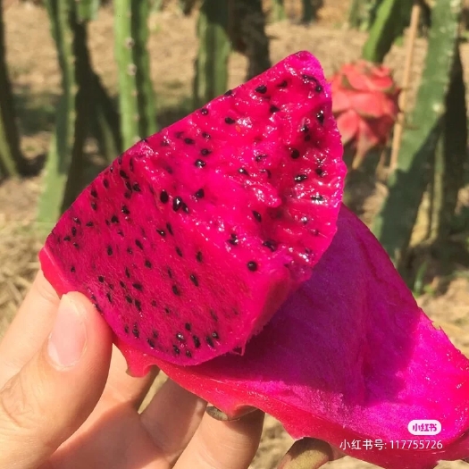 三亚火龙果