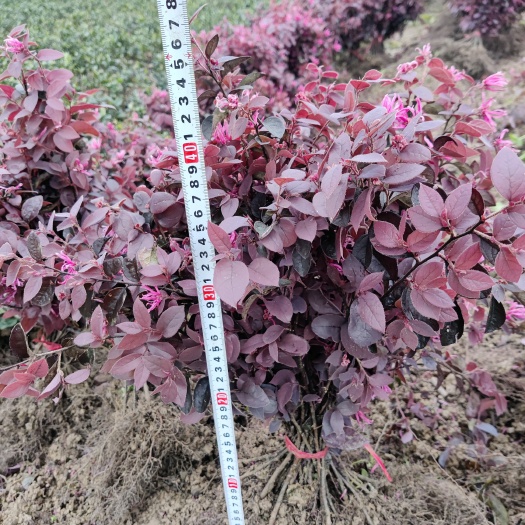 郴州红花继木  红檵木 农户自产自销 大量有货