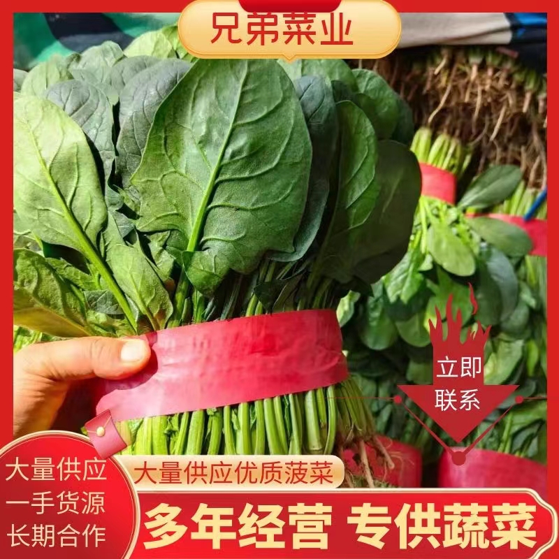 邯郸精品菠菜大量上市中 产地直发 品质稳定 一手货源