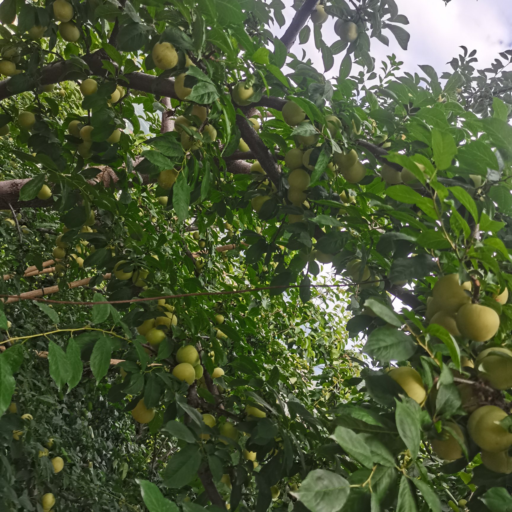 汉源桃花李，青脆李半边红产地供应一件代发30克以上8-9成熟