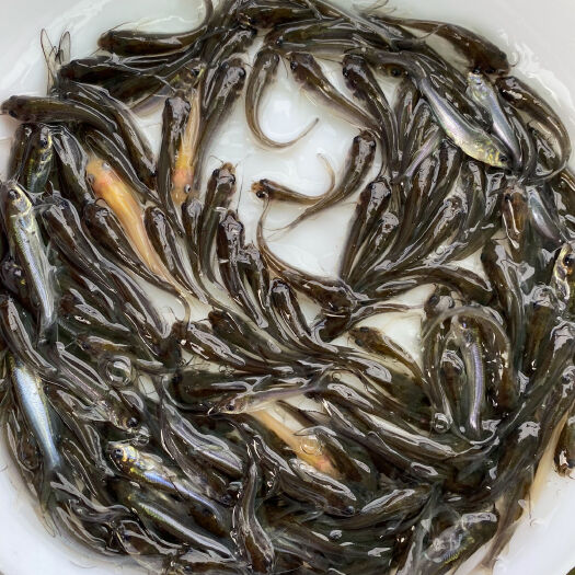 广州斑点叉尾鮰鱼苗班点梭边鱼钳鱼鲶鱼科淡水好养殖食用耐活本地批发