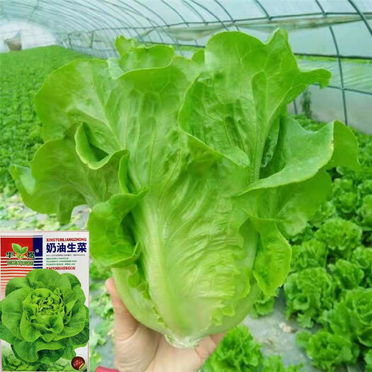 成都耐抽苔意大利生菜种子种籽阳台四季播蔬菜可生吃有机种籽耐热生菜