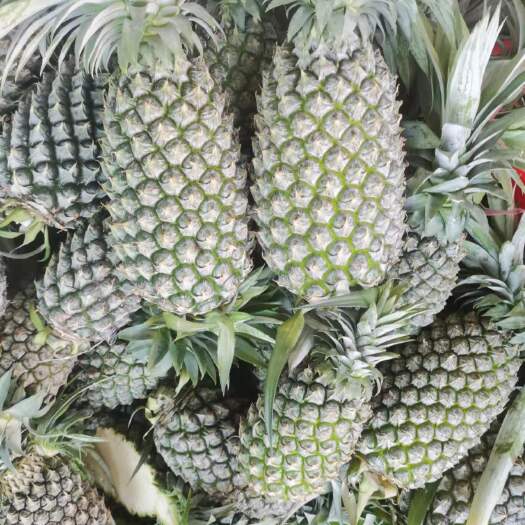 临高县海南金钻凤梨