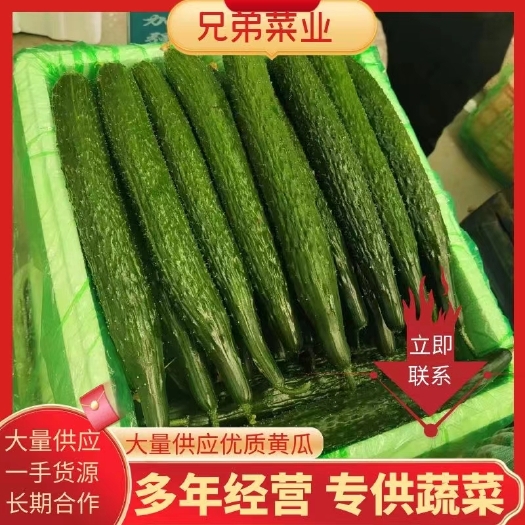 邯郸精品黄瓜 一手货源 产地直发 大量有货