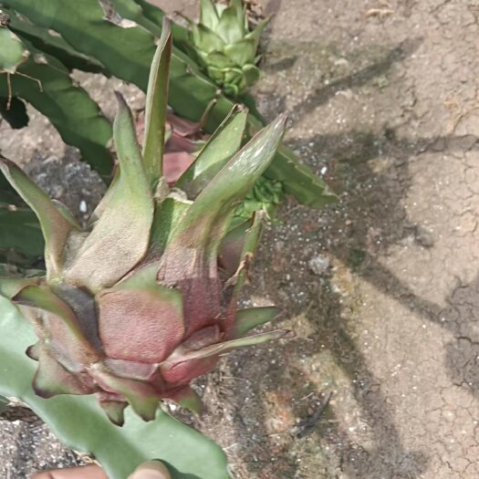 遂溪县红心火龙果