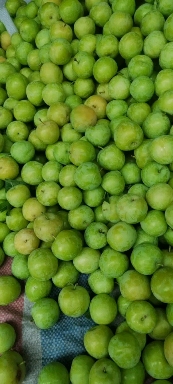 汉源桃花李，青脆李半边红产地供应一件代发30克以上8-9成熟