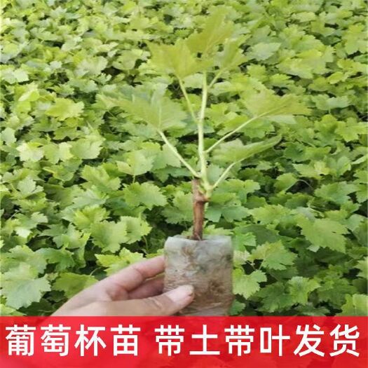 平邑县阳光玫瑰葡萄苗基地直销价格优惠