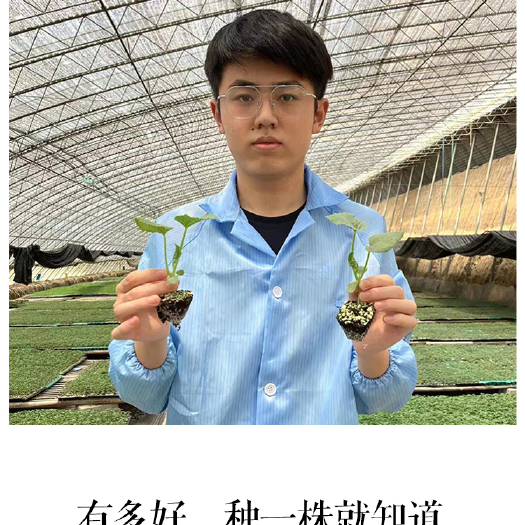 寿光市嫁接黄瓜苗 直根黄瓜苗