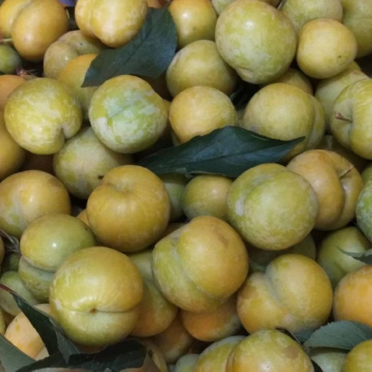 乐业县李果，蜂糖李，黄金李，牛心李