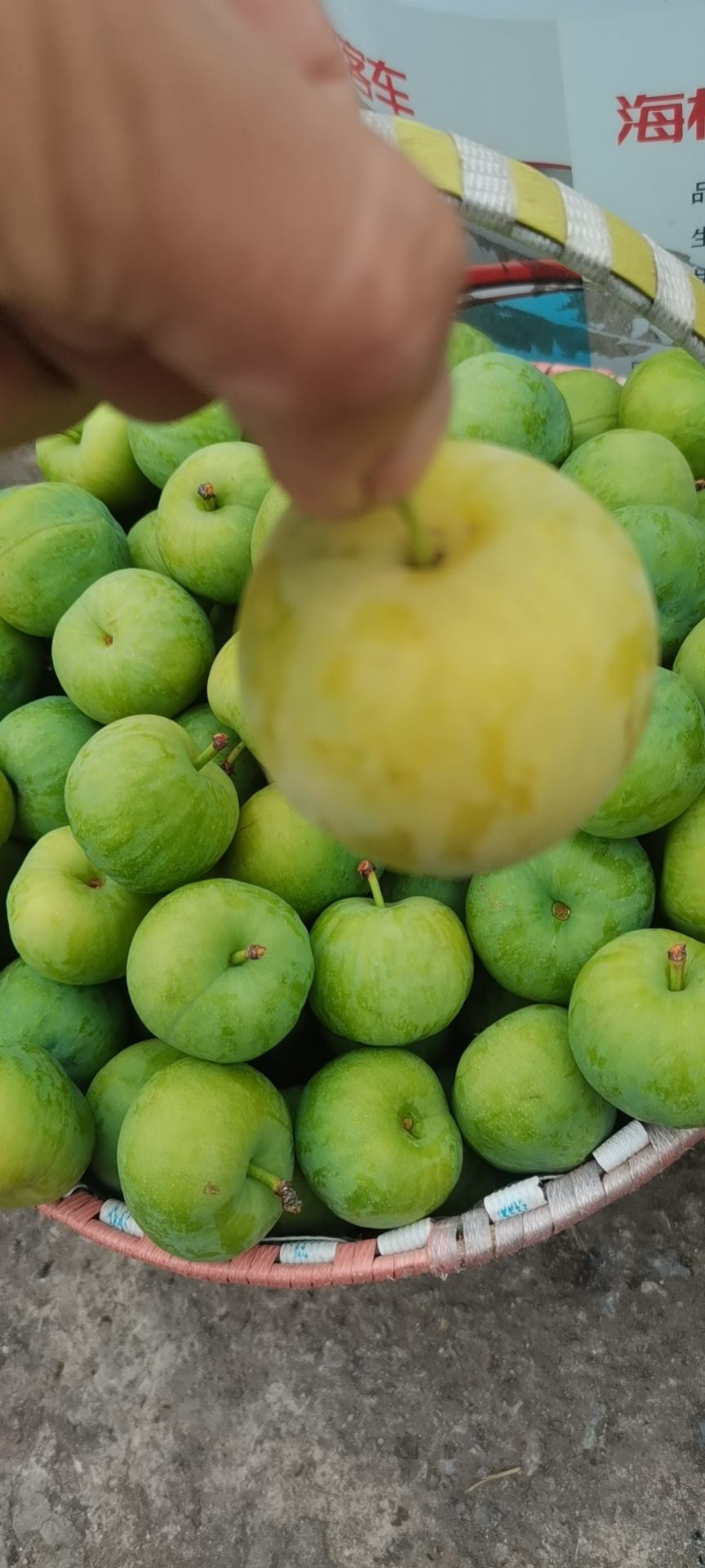 汉源桃花李，青脆李半边红产地供应一件代发30克以上8-9成熟