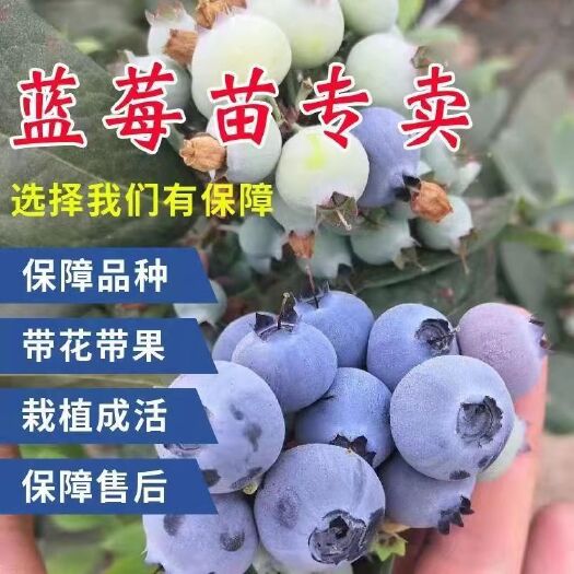 平邑县蓝莓苗基地直销价格优惠欢迎实地考察