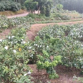 <热销>廉江本地白心芭乐番石榴，大量有货，产地直供，包装车