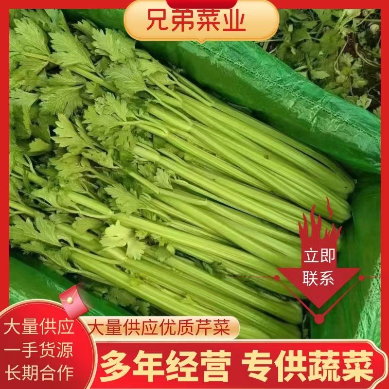 高质量精品芹菜 产地直发 大量有货 量大质优