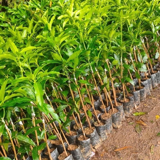 灵山县芒果苗