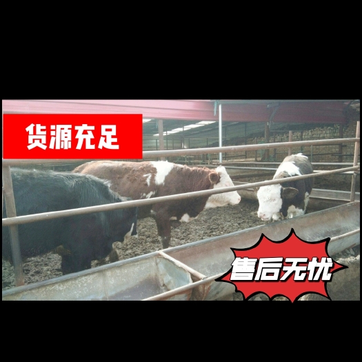 张北县肉牛  小公牛 小母牛