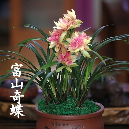 南靖县兰花苗浓香型【富山奇蝶】绿植建兰好养办公室阳台客厅花卉兰草