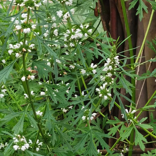 钟山县益母草/益母草干货/