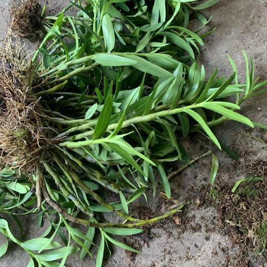 勐腊县缅甸金钗石斛药用价值高植株比国内的肥大花朵也比较大花香