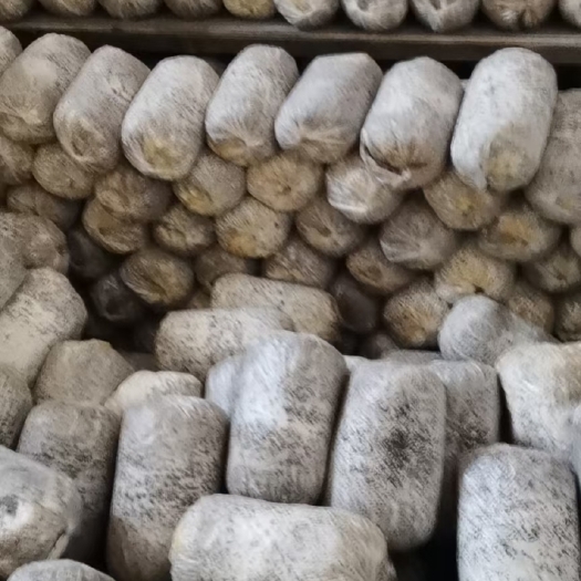 汾阳市大量提供平菇菌种
