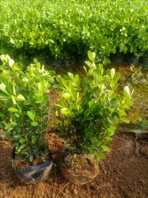 荔浦市瓜子黄杨杯苗25一35高