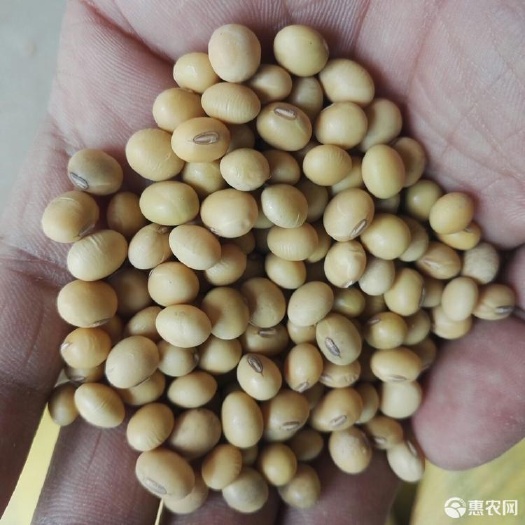 榆树市俄罗斯非转基因大豆，期货青岛港6220一吨自提
