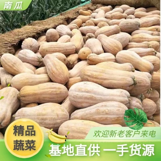 湖北精品老南瓜，基地直发，一手货源，货走全国