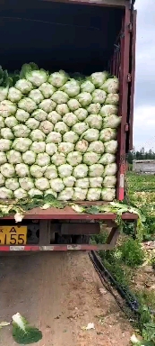 云南山地大白菜，質(zhì)量好顏色好