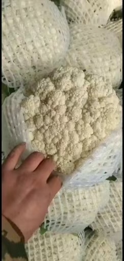 松花大量上市，欢迎各地采购商联系